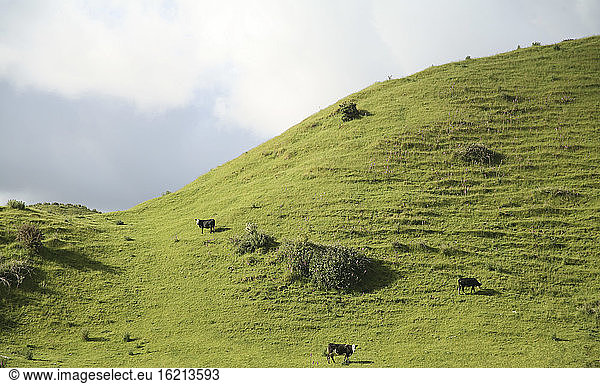 New Zealand  Cattle on pasture land