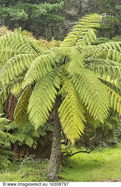 New Zealand  Chatham Island  Tree ferns