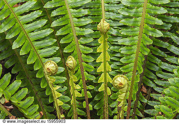 New Zealand  Close-up of curled up ferns