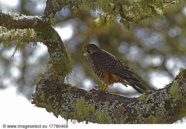 New Zealand Falcon (Falco novaeseelandiae) adult  perched on lichen covered branch  New Zealand  Oceania
