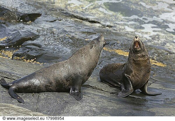 New Zealand fur seal (Arctocephalus forsteri)  New Zealand fur seal  marine mammals  predators  seals  mammals  animals  New Zealand Fur new zealand fur seal two adult males  fighting on rocks  Flinders Chase N. P. Kangaroo Is