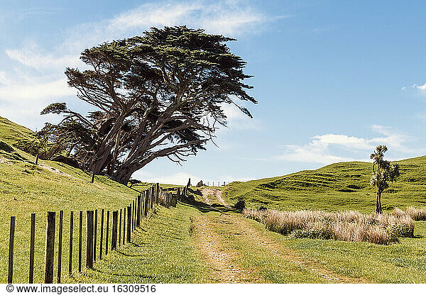 New Zealand  Golden Bay  view to tilted big old trees at Cape Farewell