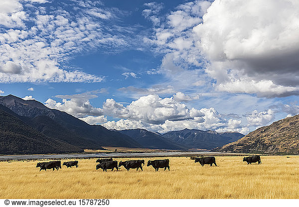 New Zealand  Grey District  Inchbonnie  Clouds over cattle grazing on yellow grass with Waimakariri River in background