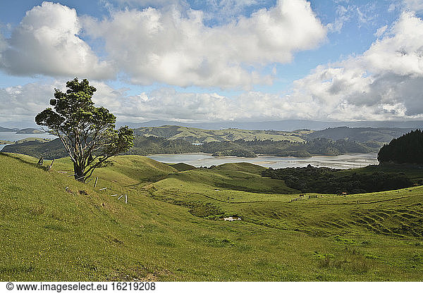 New Zealand  Hilly landscape  grassland  Bay in background