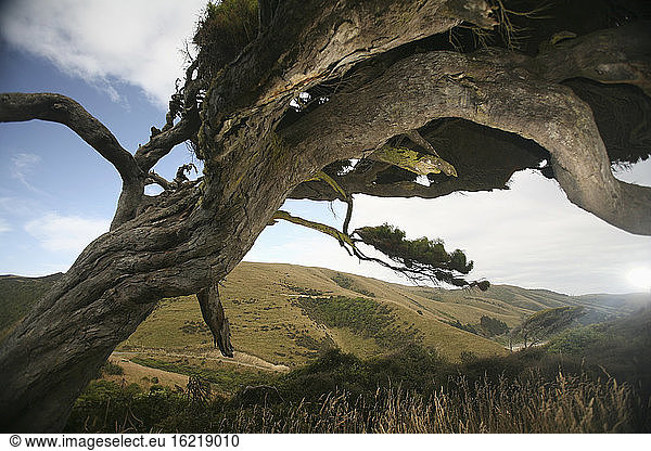 New Zealand  Hilly landscape  Knobby tree in foreground