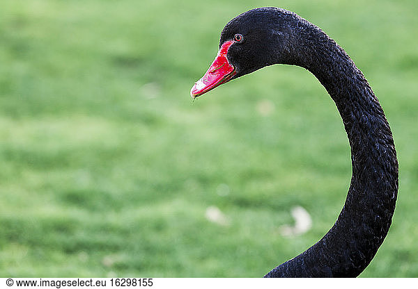 New Zealand  Lake Taupo  black swan (Cygnus atratus) in front of meadow  partial view