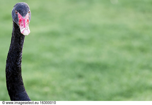 New Zealand  Lake Taupo  black swan (Cygnus atratus) in front of meadow  partial view