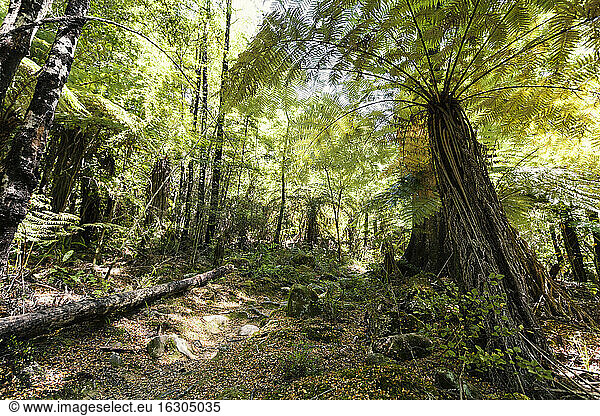 New Zealand  Marlborough Sounds  rain forest