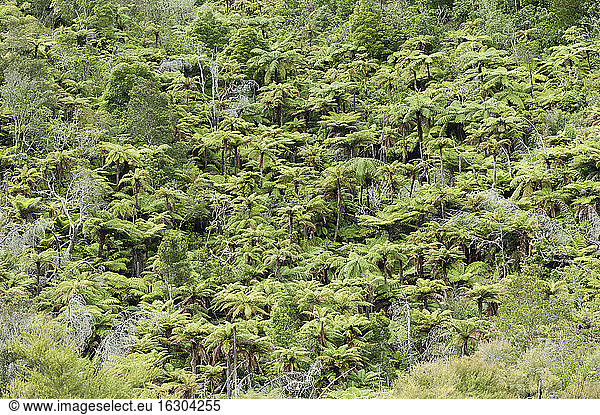 New Zealand  North Island  Bay of Plenty  Orakei Korako  Rainforest
