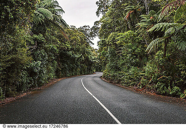 New Zealand  North Island  Northland  Road through Waipoua Forest