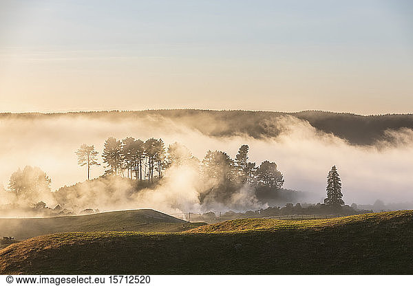 New Zealand  North Island  Rotorua  Rolling landscape shrouded in thick morning fog