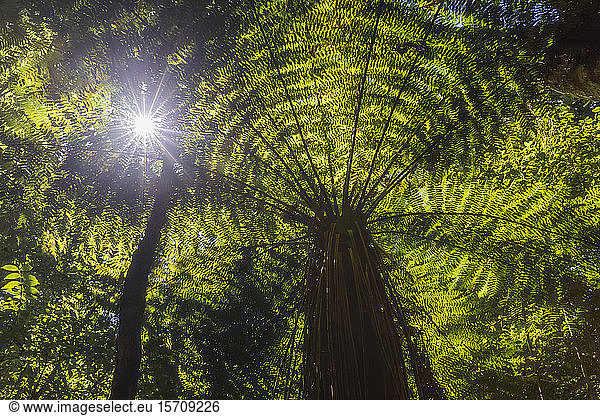 New Zealand  North Island  Sun shining through leaves of tree ferns in Pihanga Scenic Reserve