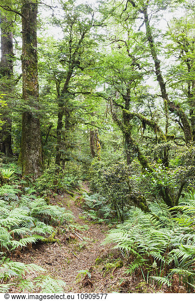 New Zealand  North Island  Te Urewera National Park  trail through rainforest