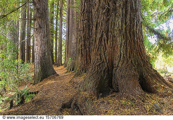 New Zealand  Oceania  North Island  Rotorua  Hamurana Springs Nature Reserve  Redwood Forest (Sequoioideae)