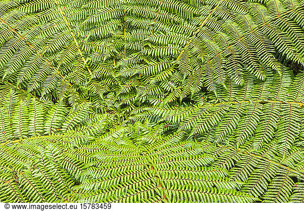 New Zealand  Oceania  South Island  Southland  Fiordland National Park  Close-up of fern leaves