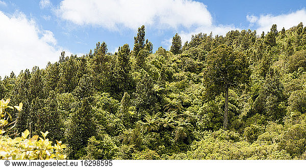 New Zealand  Pukaha Mount Bruce National Wildlife Centre  rain forest