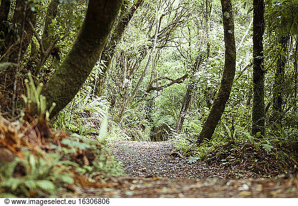 New Zealand  Pukaha Mount Bruce National Wildlife Centre  rain forest