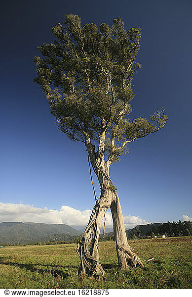 New Zealand  Single Baobab tree