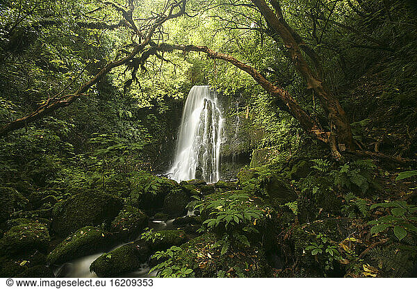New Zealand  Small waterfall in the forest