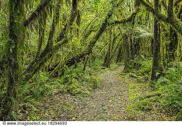New Zealand  South Island  Footpath through lush green temperate rainforest near Fox Glacier village