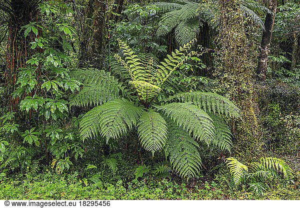 New Zealand  South Island  Lush green foliage in Mt Cook National Park