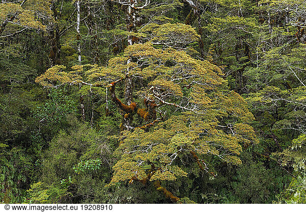 New Zealand  South Island New Zealand  Beech tree covered in lichen