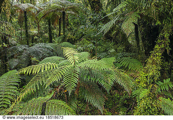 New Zealand  South Island New Zealand  Ferns in lush green temperate rainforest in Mt Cook National Park