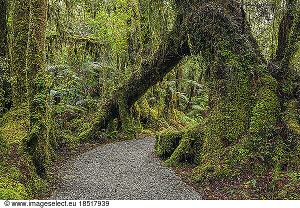 New Zealand  South Island New Zealand  Footpath through lush green temperate rainforest in Mt Cook National Park