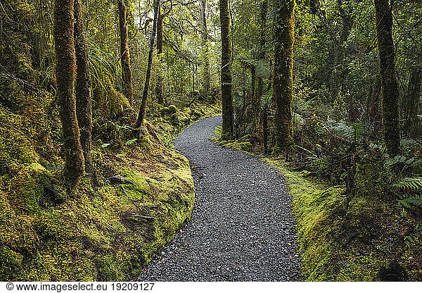 New Zealand  South Island New Zealand  Lake Matheson footpath stretching through rainforest