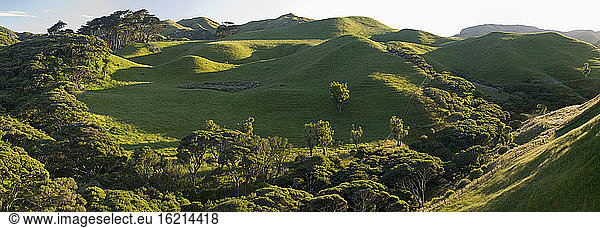 New Zealand  South Island  Port Puponga  Hilly landscape