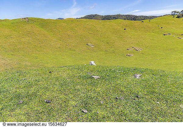 New Zealand  South Island  Takaka  Scenic view of pasture