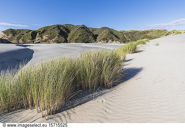 New Zealand  South Island  Tasman  Grass on on Wharariki Beach