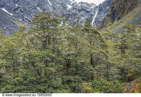 New Zealand  Southland  Green beech trees in Fiordland National Park