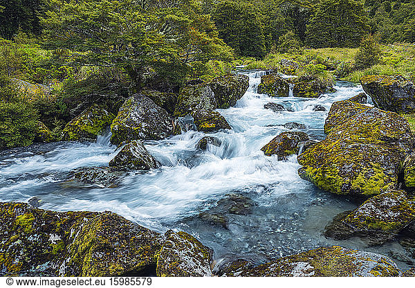 New Zealand  Southland  Te Anau  Long exposure of Hollyford River flowing between mossy boulders