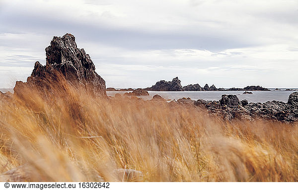New Zealand  Wellington  Red Rocks Reserve
