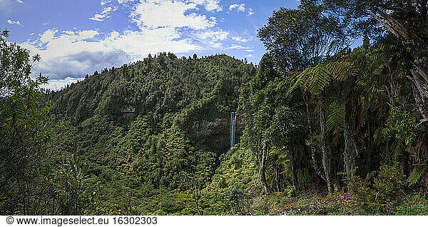New Zealand  Whakapapa area  Tupapakurua falls  rain forest
