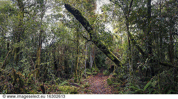 New Zealand  Whakapapa area  Tupapakurua falls track  rain forest