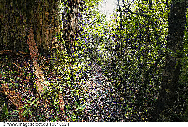 New Zealand  Whakapapa area  Tupapakurua falls track  rain forest