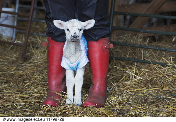 Newborn baby lamb dressed in a knitted jumper standing between the legs of a person wearing red Wellington Boots.