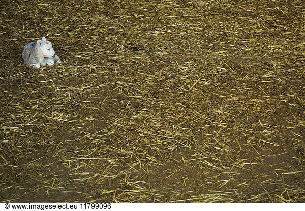 Newborn lamb lying on a bed of straw in a stable.