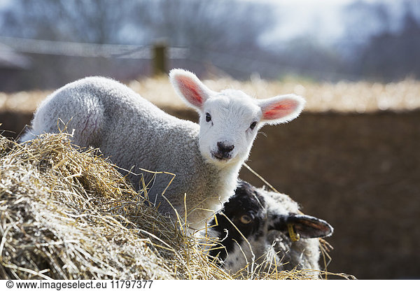 Newborn lamb peeking out from behind a bale of straw.