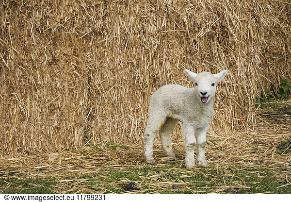 Newborn lamb standing outdoors in front of a large bale of straw.