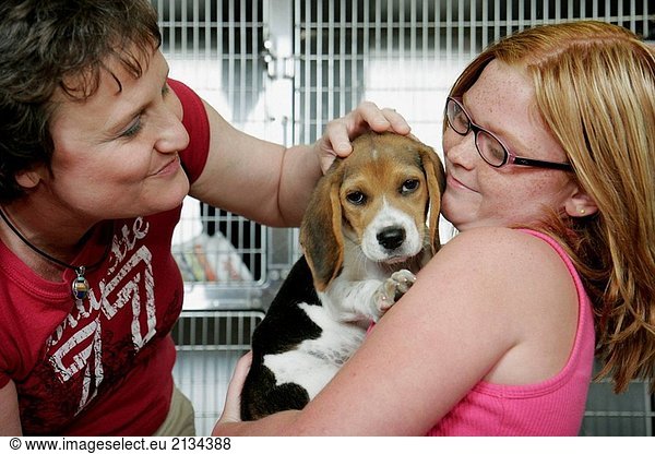 Newport News  Halbinsel SPCA pet Adoption  Mädchen  Mutter  Hund  Beagle  Käfig. Virginia. USA.