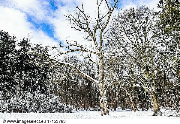 Niederländische Winterlandschaft mit Schnee  Die Niederlande  Europa.