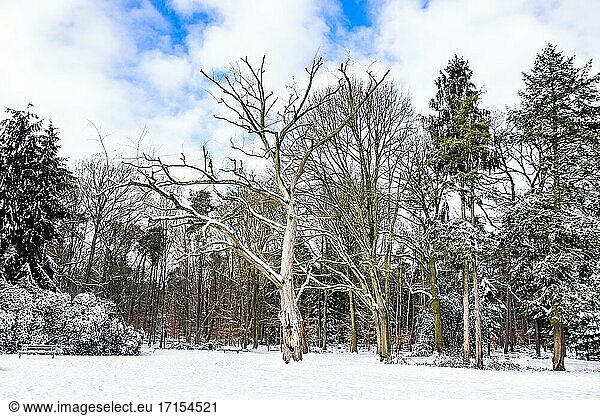 Niederländische Winterlandschaft mit Schnee Die Niederlande Europa.