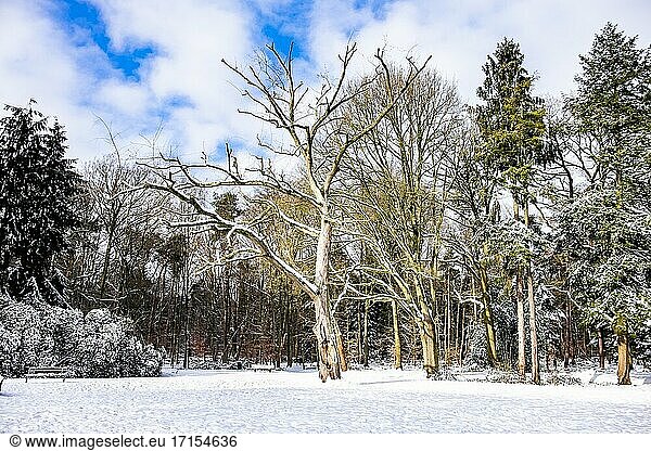 Niederländische Winterlandschaft mit Schnee Die Niederlande Europa.