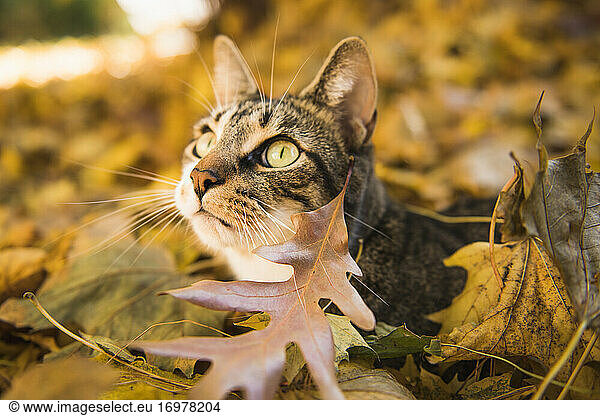 Niedliche graue Hauskatze spielt im Herbst Laub