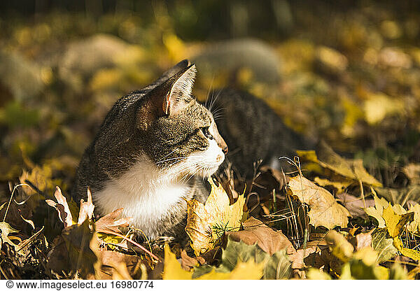 Niedliche graue Hauskatze spielt im Herbst Laub