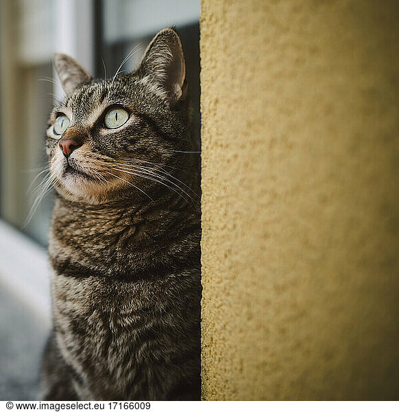 Niedliche Katze schaut nach oben  während sie an der Wand sitzt
