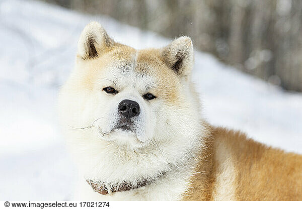 Niedlicher Akita-Hund im Winter